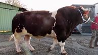 حیوانات غول جثه؛ بزرگ ترین و سنگین ترین گاو نر دنیا که 1950 کیلوگرم وزن داره