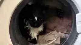 ببینید/ نجات باورنکردنی گربه از داخل ماشین لباسشویی 