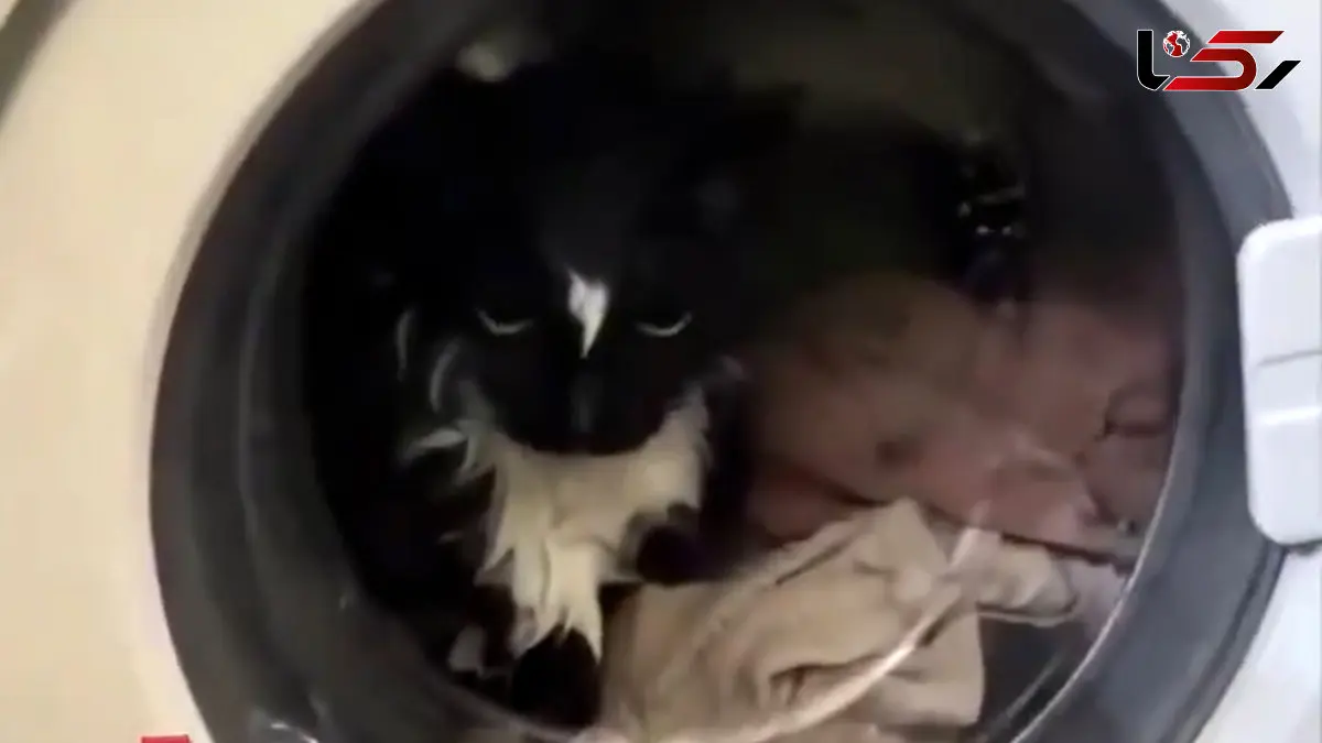 ببینید/ نجات باورنکردنی گربه از داخل ماشین لباسشویی 