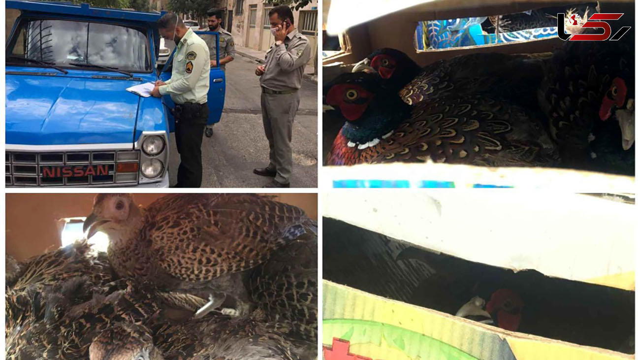 کشف محموله غیرمجاز پرنده وحشی در جنوب شرق استان تهران