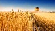 گلستان رتبه دوم تولید گندم کشور را کسب کرد