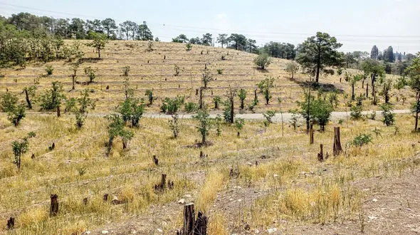 هشدار فلاحت پیشه نسبت به قطع مشکوک درختان بوستان چیتگر تهران + فیلم