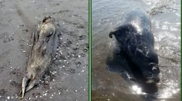 فیلم ناراحت کننده از فوک های خزری تلف شده / این گونه رو به انقراض است