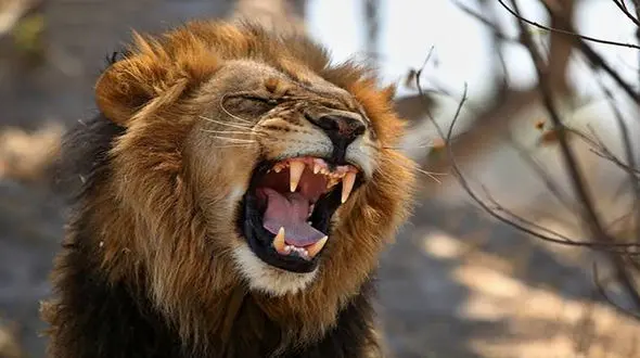 نجات جان شیر گرفتار در چاه + فیلم