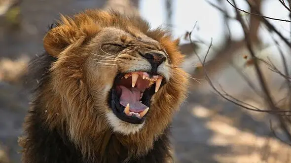 نجات جان شیر گرفتار در چاه + فیلم
