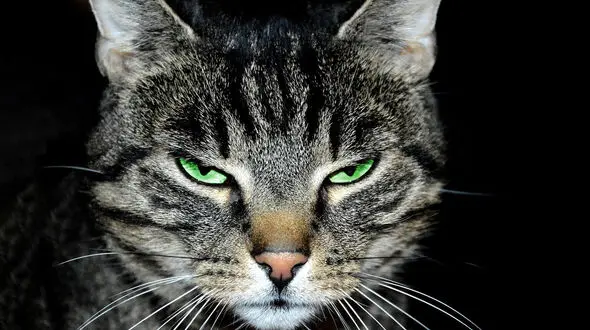 فیلم هیجان انگیز از تعقیب و گریز گربه نر با گربه ماده / دوربین به گربه نر نصب بود