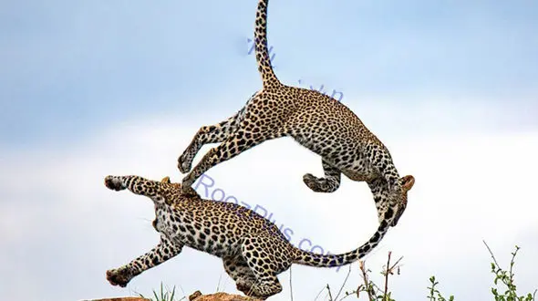 پلنگ های ورزشکار طعمه دوربین شدند+ عکس