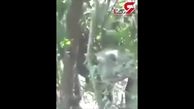 لحظه حمله‌ یک کرگدن وحشی به مردم یک روستا+فیلم