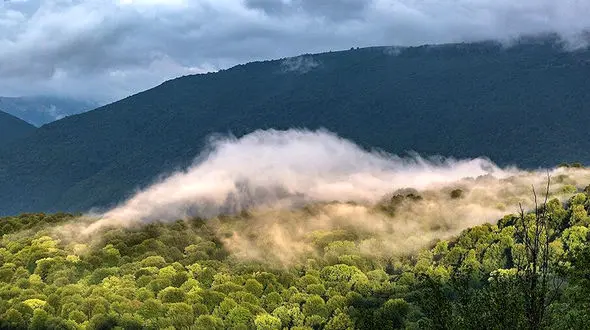 فیلم  چشم نواز از مجموعه جنگل هیرکانی