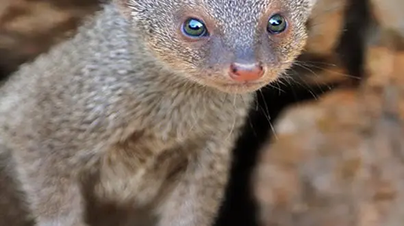 از خورده شدن مار کبری توسط خدنگ تا طنازی پرنده بهشتی نر برای جلب توجه ماده 