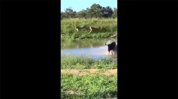 ببینید | لحظه شگفت‌انگیز فرار گوزن یالدار از دست یک گله شیر