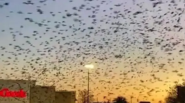 صحنه وحشتناک هجوم پرندگان به فروشگاه!