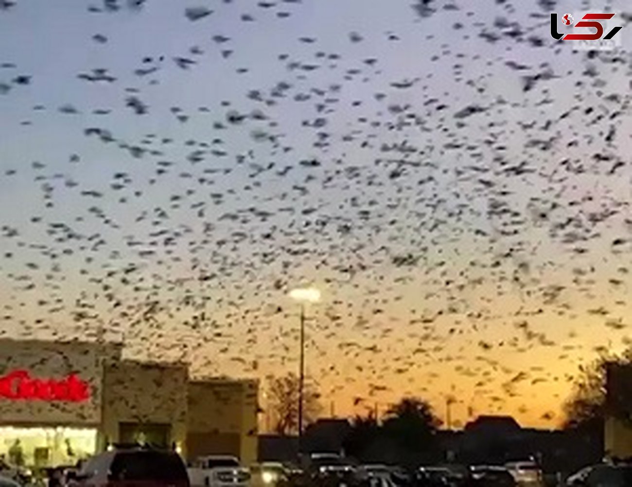 صحنه وحشتناک هجوم پرندگان به فروشگاه!