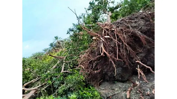 طوفان به باغات دهکهان کهنوج خسارت زد