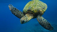 ۴۰ درصد لاک‌پشت‌های دنیا در آستانه انقراض
