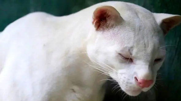 نادرترین حیوان جهان، نابیناست!