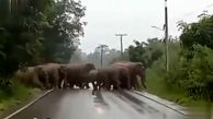 ببینید / تشکر و قدردانی جالب یک فیل غول‌پیکر از چند راننده