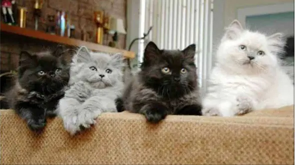  حراج گربه های ایرانی در پرورشگاه گربه‌ در غرب تهران + عکس