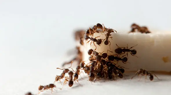 روش های مبارزه با حشرات خانگی