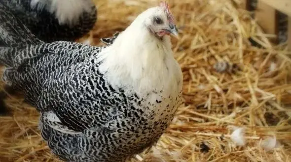 راز مرغ کشیش بلژیکی؛ رکورددار تخم‌ گذاری در جهان