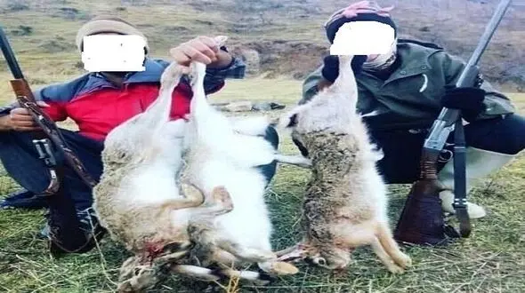دستگیری 5 شکارچی خرگوش در مهاباد