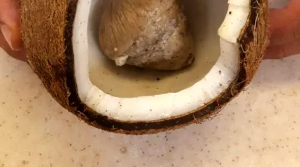 حادثه برای خانواده 6 نفره تهرانی با خوردن نارگیلی که داخلش قارچ سمی بود! + عکس 