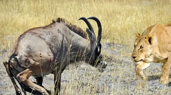 از جذابیت های حیات وحش / دوئل حماسی ماده شیر و بزکوهی با یک پایان تلخ باز! 