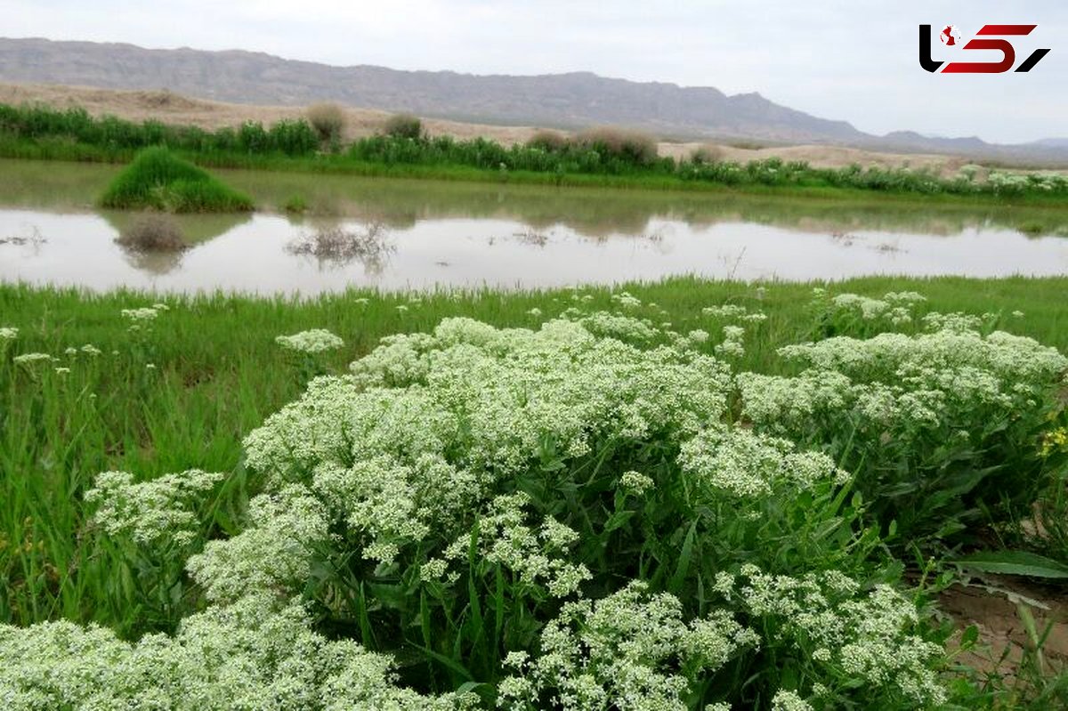 ثبت ملی دشت اسفدن قائن