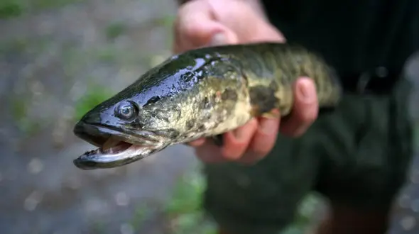 آیا ماهی ها می خوابند؟