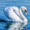 از حرکت زیبای گوزن تا قو