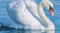 از حرکت زیبای گوزن تا قو