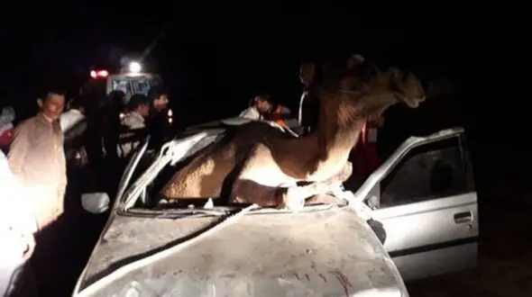 شتر جان مرد هرمزگانی را گرفت / جوان 21 ساله له شد