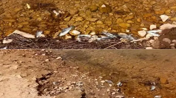 پشت پرده کشف لاشه ماهی ها در سد گلابر زنجان / مردم ماهی های آکواریومی را در سدها رها نکنند + فیلم