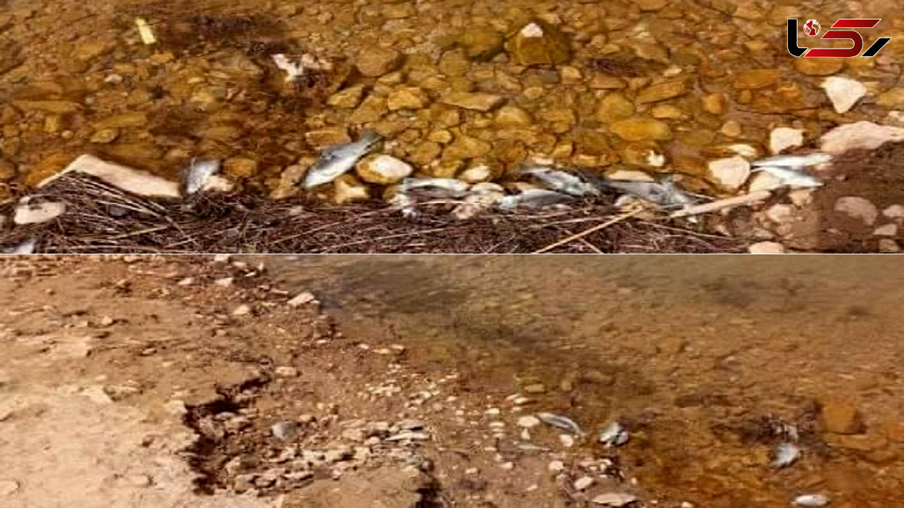 پشت پرده کشف لاشه ماهی ها در سد گلابر زنجان / مردم ماهی های آکواریومی را در سدها رها نکنند + فیلم