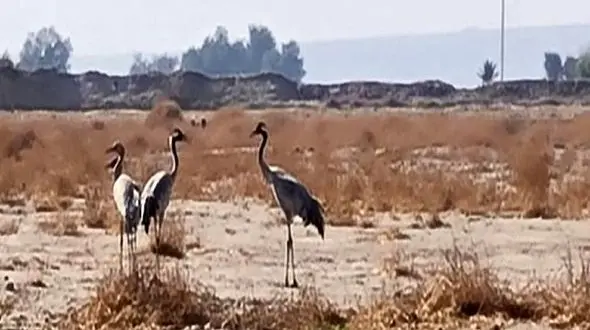 مشاهده گونه نادر "درنای معمولی" در کهنوج کرمان