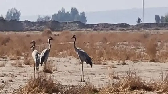 مشاهده گونه نادر "درنای معمولی" در کهنوج کرمان