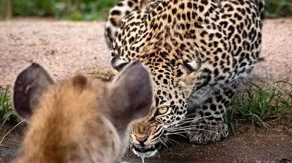 مغرورترین موجود جهان را بشناسید ؟ / تا حالا اشتباه می کردید !