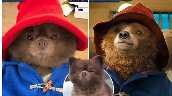 سگی شبیه پدینگتون + عکس