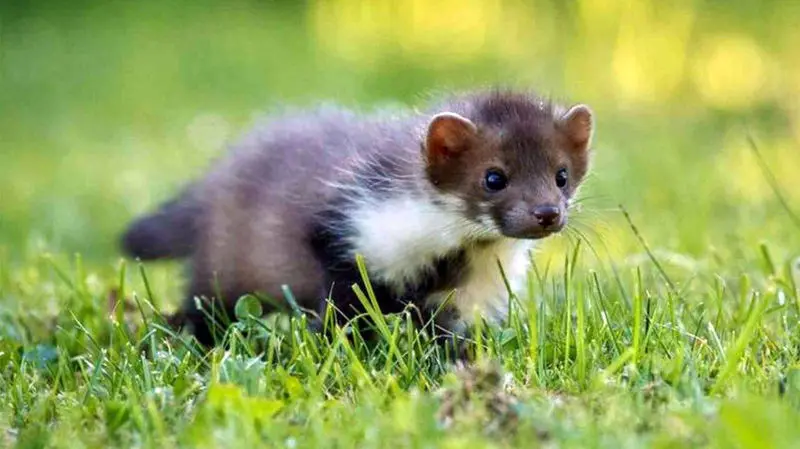 Mustela_mopbie_weasel_new_species_Hangduan_China