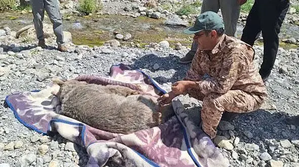 نجات خرس قهوه‌ای گرفتار شده در فنس باغ انگور دنا