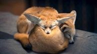 صحنه دیدنی و جذاب از 2 روباه عاشق + عکس