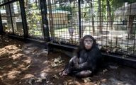 حقایقی از زندگی و مرگ "باران" شامپانزه ایرانی 