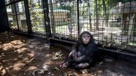 حقایقی از زندگی و مرگ "باران" شامپانزه ایرانی 
