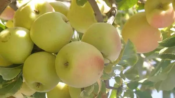 عرضه سیب درختی با قیمت 10هزار تومان