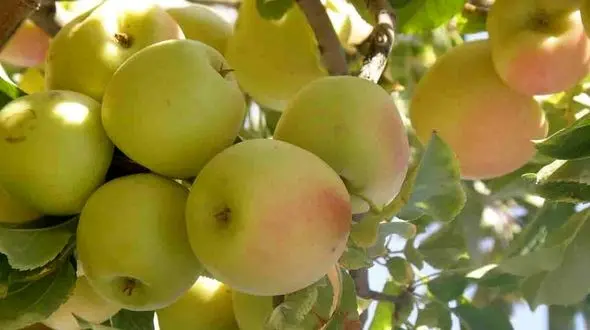 عرضه سیب درختی با قیمت 10هزار تومان