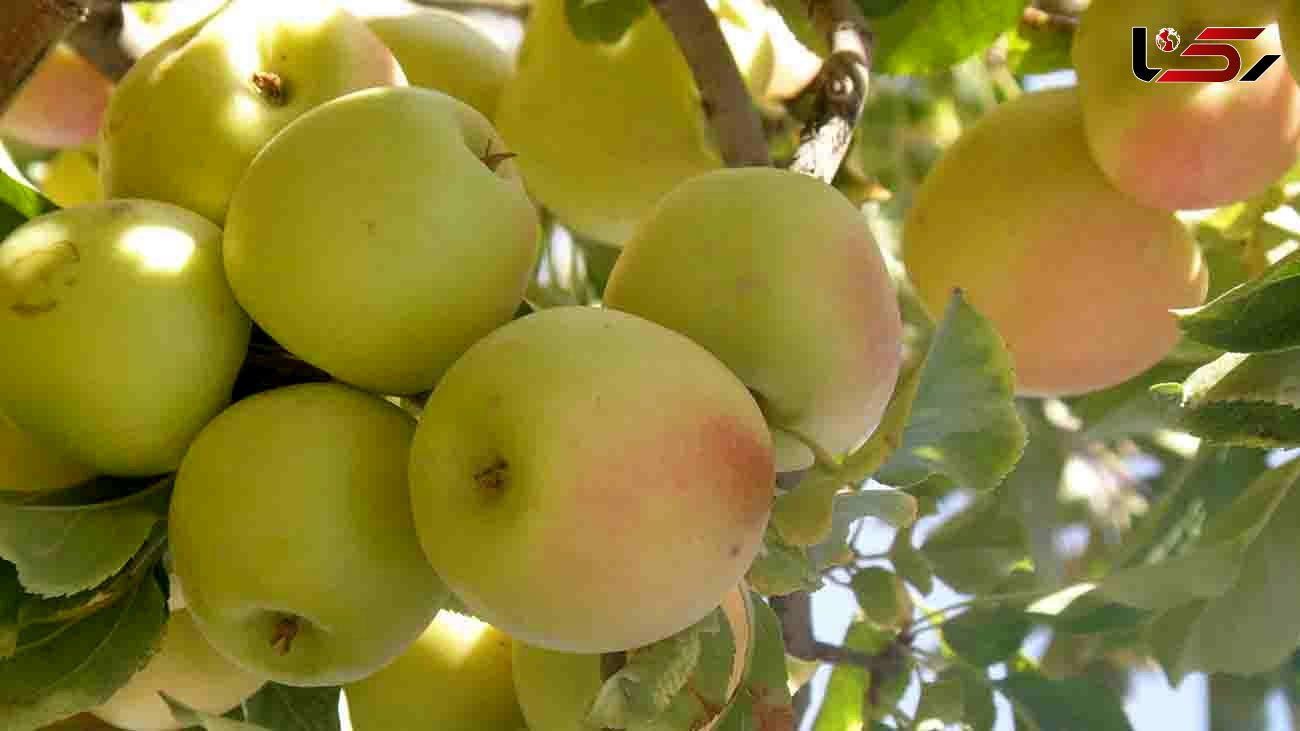 عرضه سیب درختی با قیمت 10هزار تومان