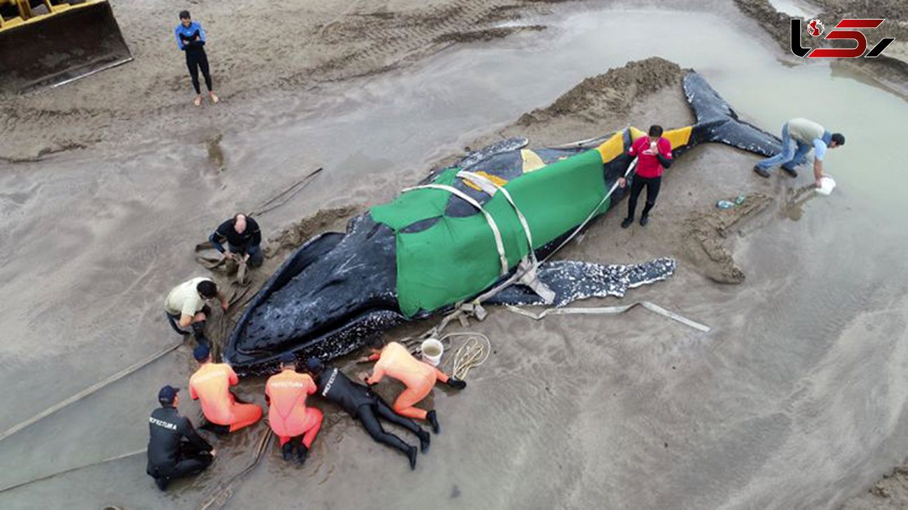 صحنه جالب از تلاش مردمی برای نجات یک نهنگ + تصاویر