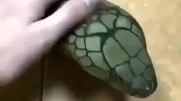 نوازش مار / فیلم