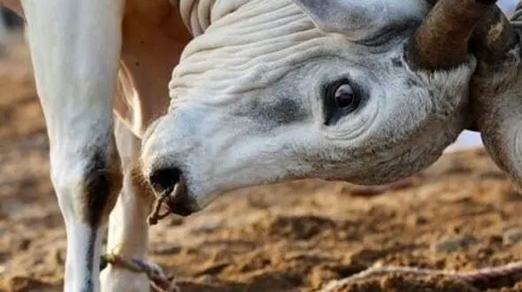 دو چهره از حیات وحش