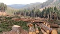 نابود شدن168 هزار هکتار جنگل در یک سال / منافع اقتصادی دولت ها دنیا را نابود می کند 